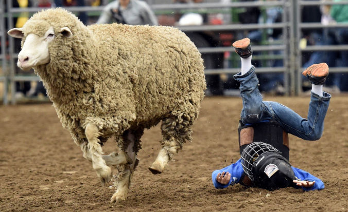 Mutton Buster